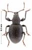 Otiorhynchus sp.
